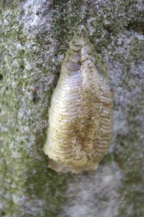 teca embricata ?